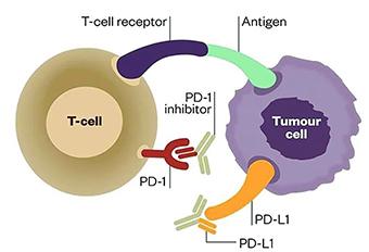 小普課堂-腫瘤突變負(fù)荷(Tumor Mutation Burden，TMB)