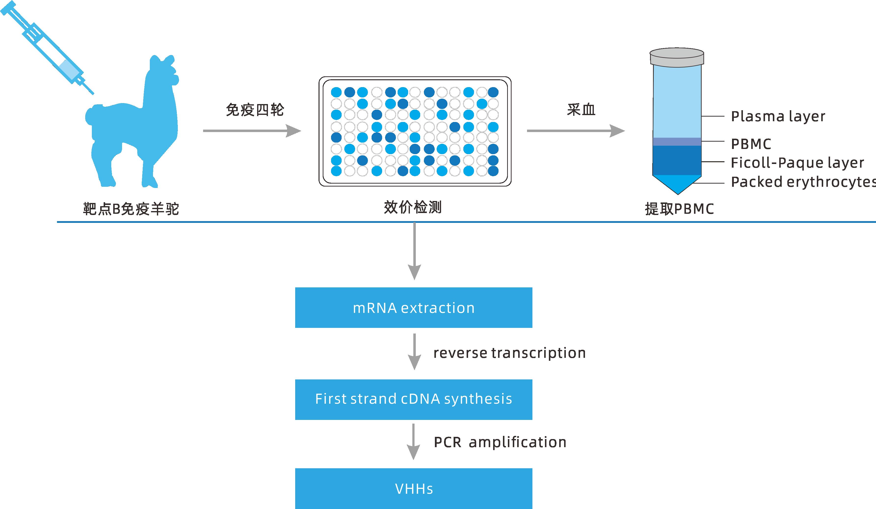 小分子大作用 ▏研發(fā)新動(dòng)力，聚焦納米抗體
