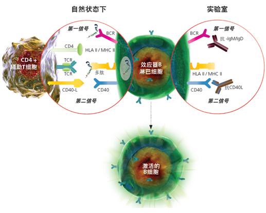 SHP2分子鑒定、重組表達(dá)及免疫學(xué)研究